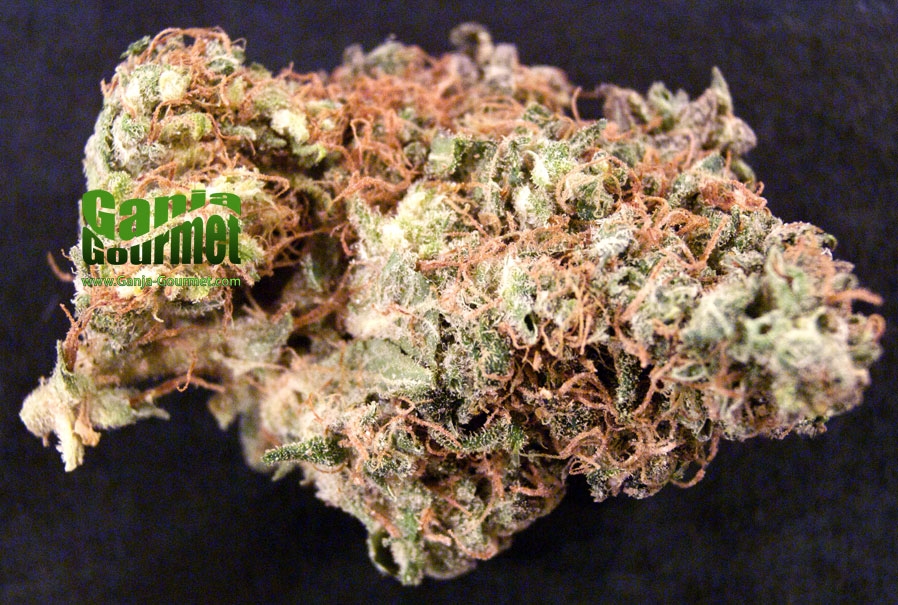 GanjaGourmetSatoribud01id