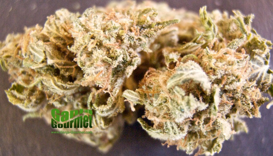 GanjaGourmetShaman01id