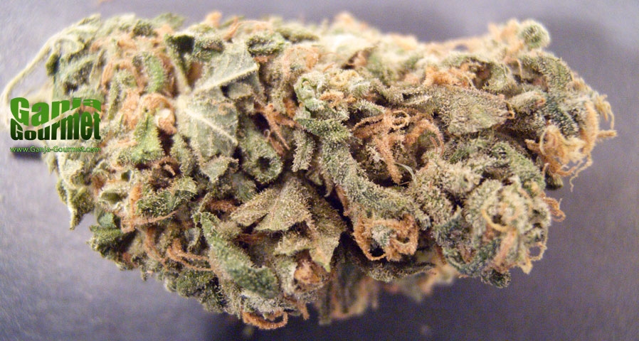 GanjaGourmetShivaSkunk01id