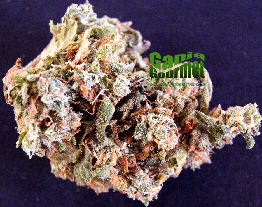 GanjaGourmetSkunk101id
