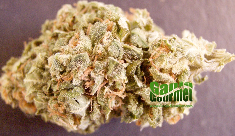 GanjaGourmetSkunk301id
