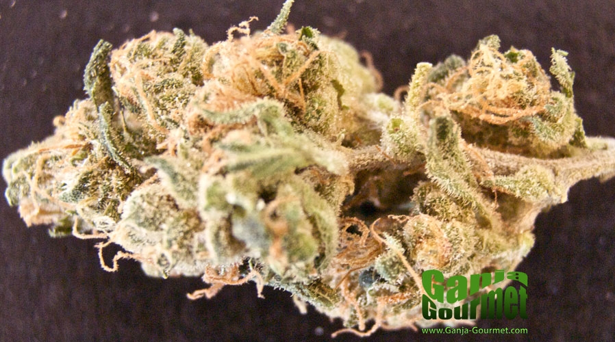 GanjaGourmetSpaceBomb01id