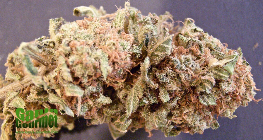 GanjaGourmetSpecialQueen01id