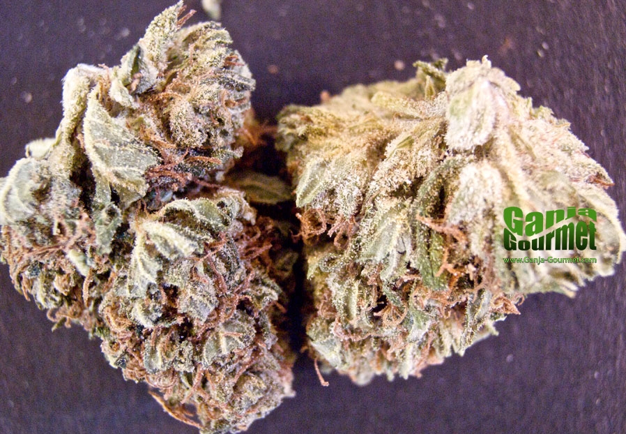GanjaGourmetStarHaze01id