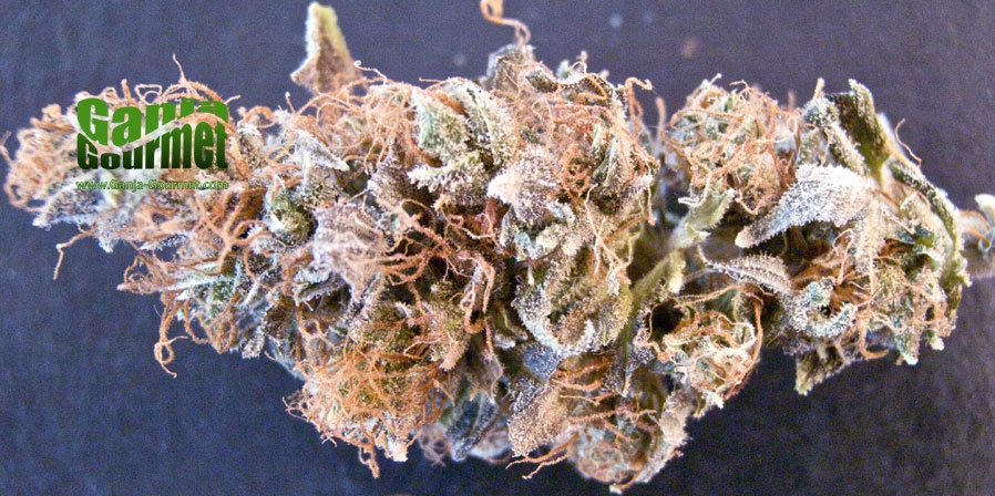 GanjaGourmetSuperLemonSkunk01id