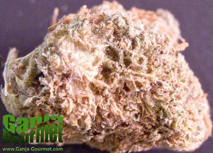 GanjaGourmetSuperSilverHaze02id