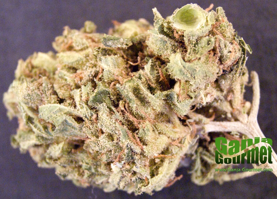 GanjaGourmetSwissCheese01id