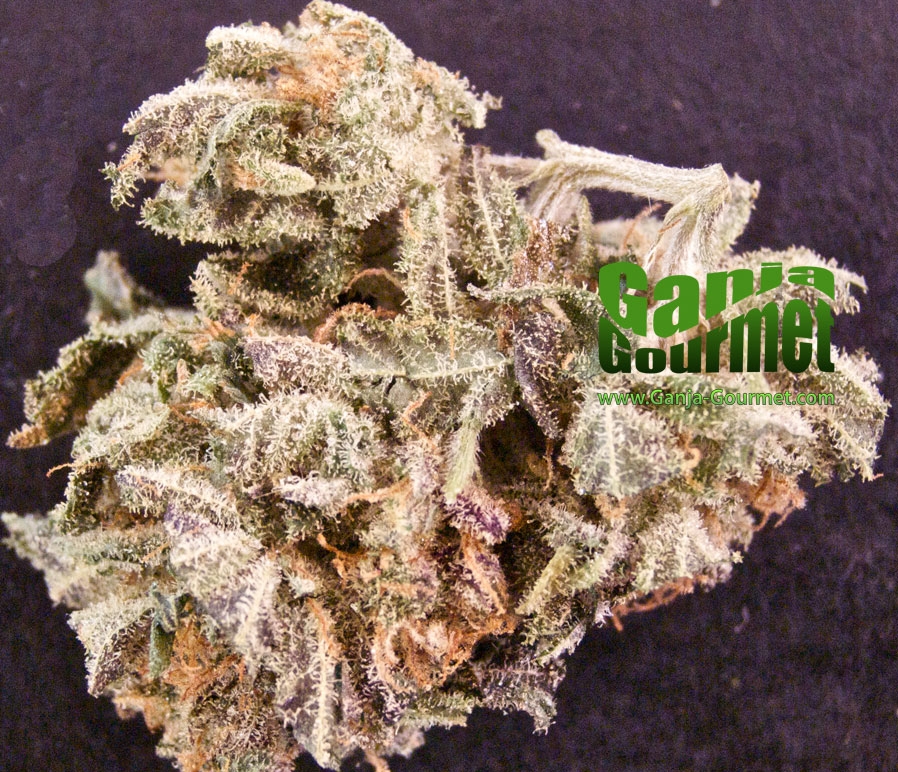 GanjaGourmetTangerine01id