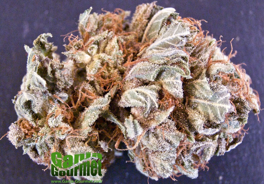 GanjaGourmetTexandaTimewarp01id