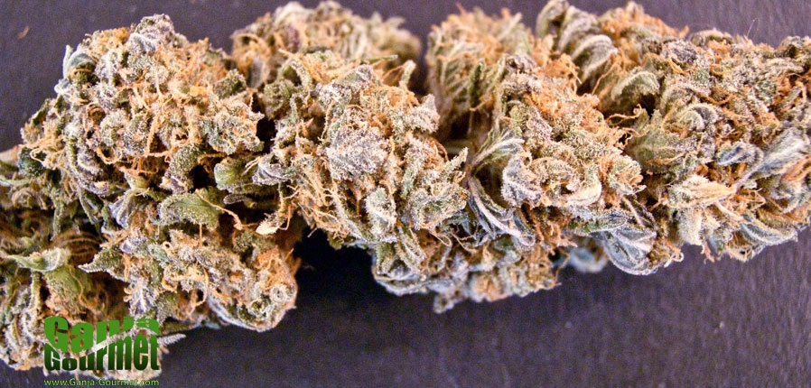 GanjaGourmetThePurpsid01