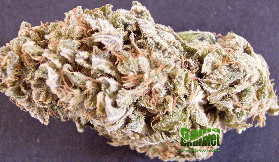 GanjaGourmetTrainWreckAfgooey01id