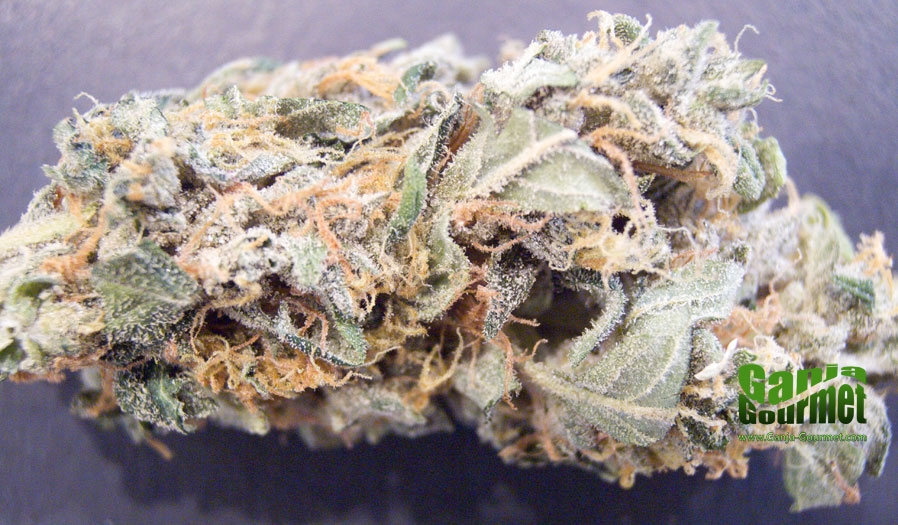 GanjaGourmetTrainwreckHaze01id