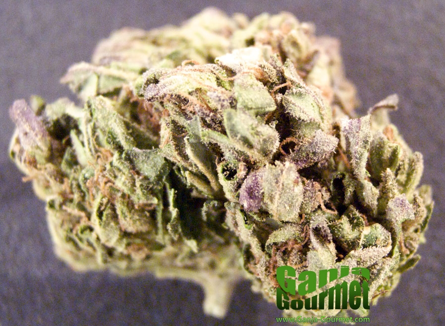 GanjaGourmetWesternSlopeThunder01id