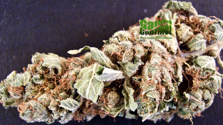 GanjaGourmetWhiteBerry01id