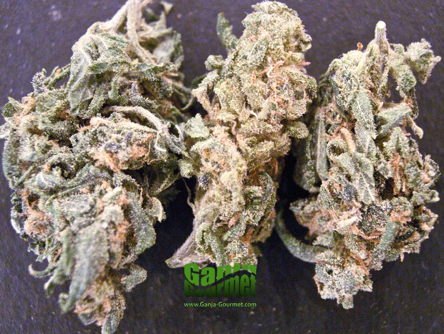 GanjaGourmetHarijuanaid01