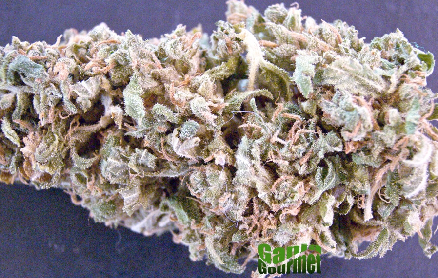 GanjaGourmetHashPlant02id