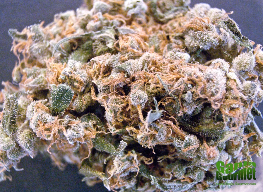 GanjaGourmetHawaiianSnow01id