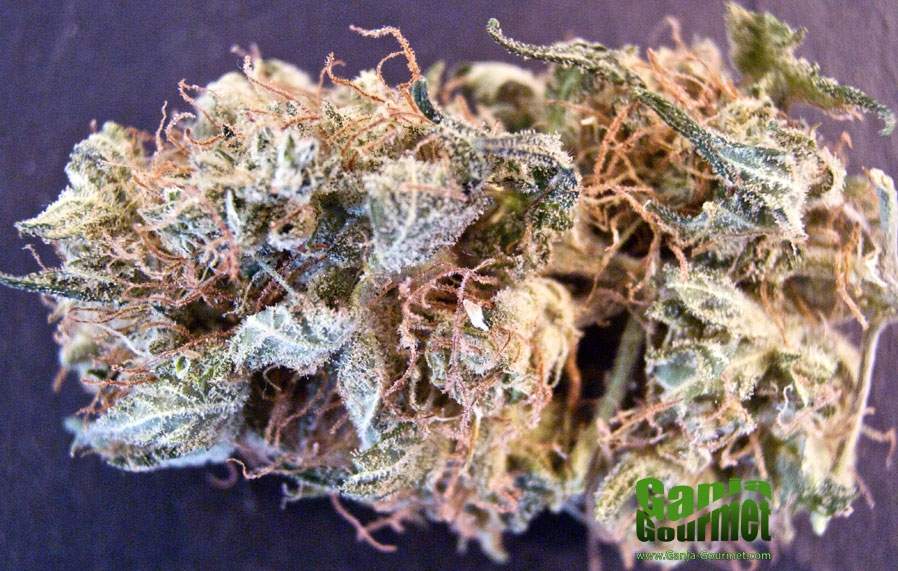 GanjaGourmetHazeMystid01