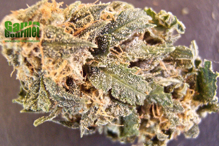 GanjaGourmetHeadband02id