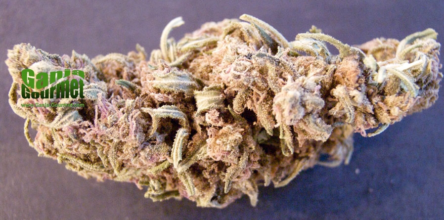 GanjaGourmetIndyKush01id