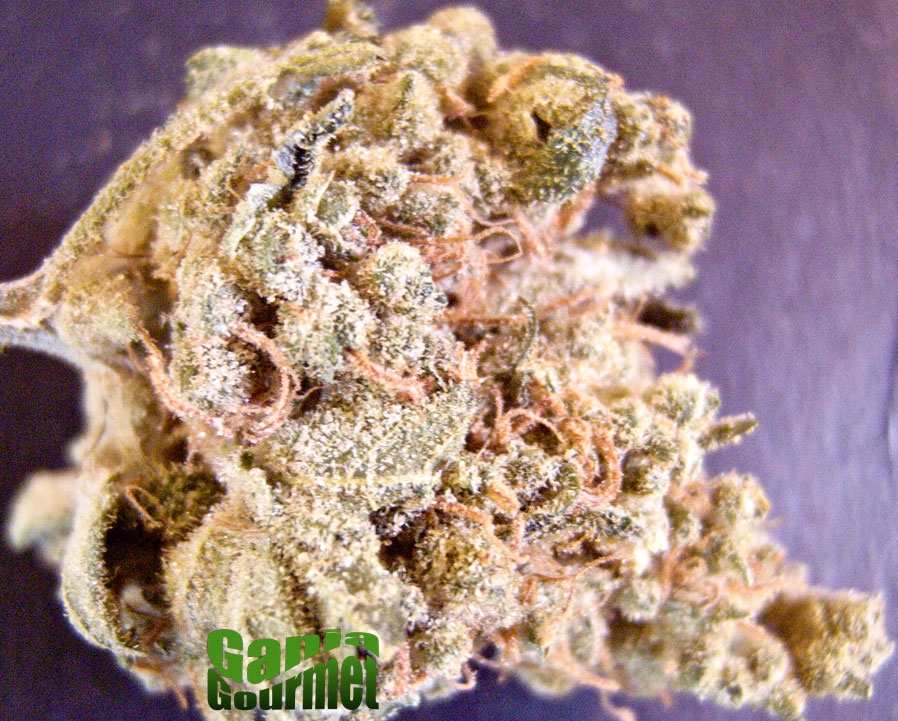 GanjaGourmetInfusedMassSuperSkunk01id