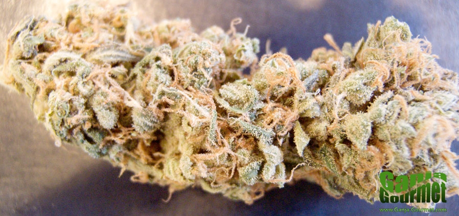 GanjaGourmetIslandSweetSkunk02id