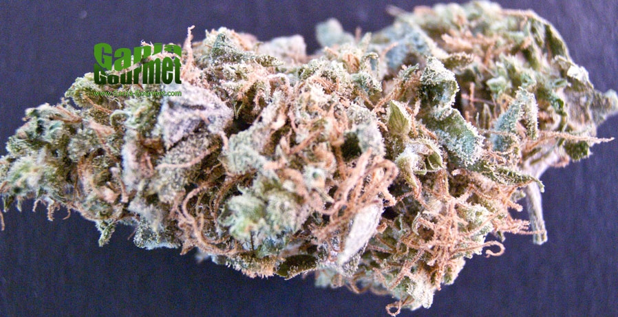 GanjaGourmetJackHerer02id