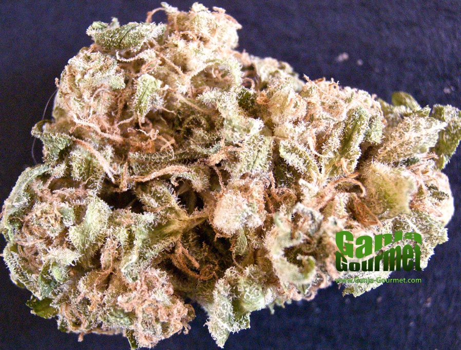 GanjaGourmetLambsBreathid01