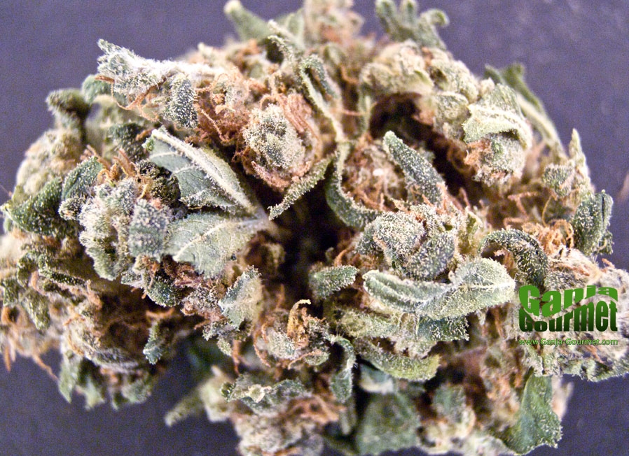 GanjaGourmetMagentaid01