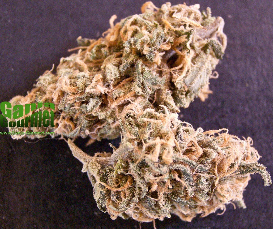 GanjaGourmetMango01id