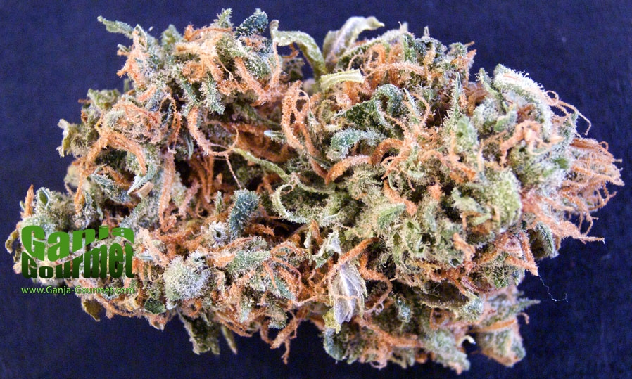 GanjaGourmetMatanuska01id