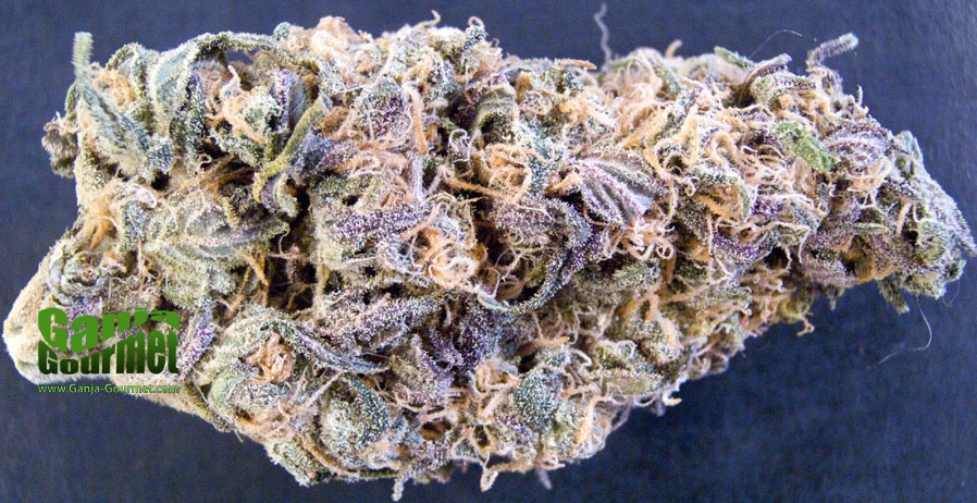 GanjaGourmetMauiWaui02id