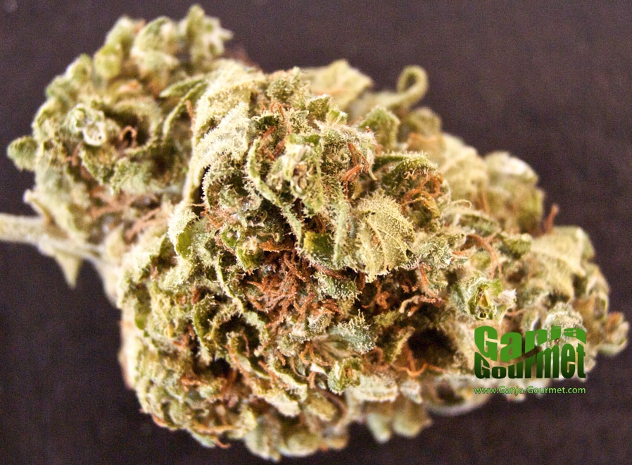 GanjaGourmetMeanGreen01id