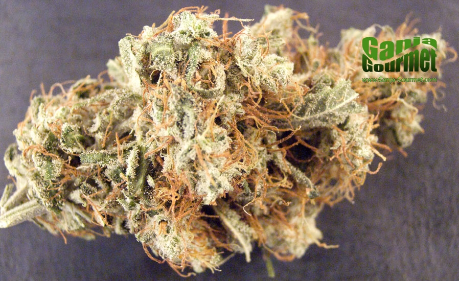 GanjaGourmetMongolian01id