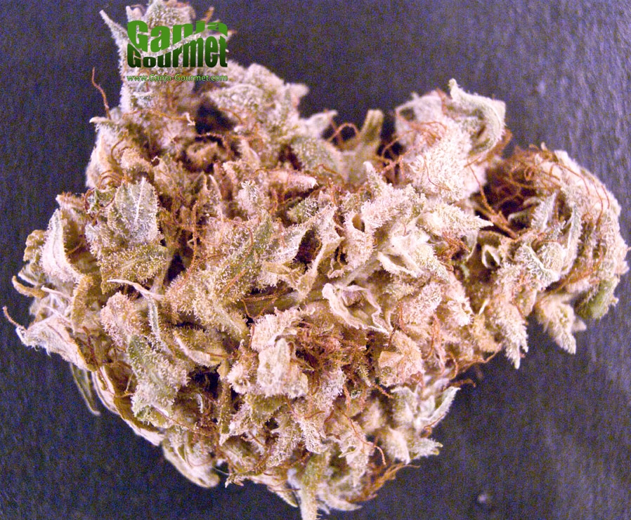 GanjaGourmetNewYorkCityDiesel01id