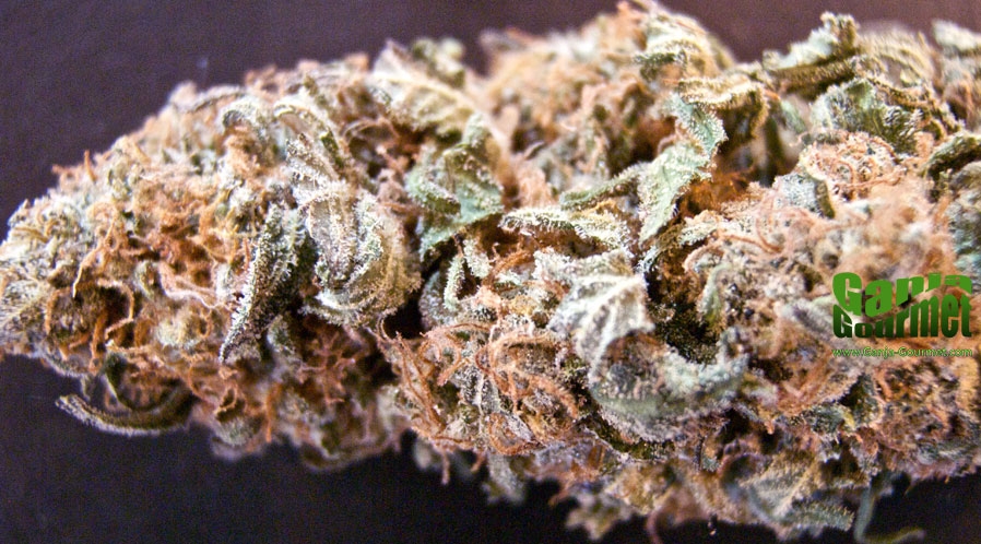 GanjaGourmetNokenid01