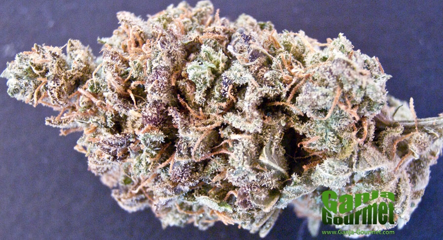 GanjaGourmetOGIndica01