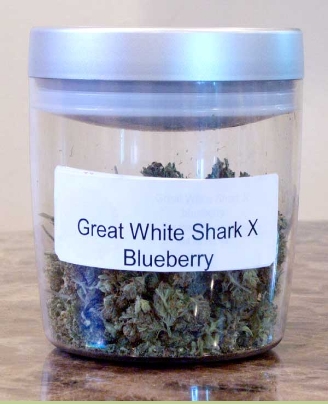 GanjaGourmetGreatWhiteSharkXBlueberryjar